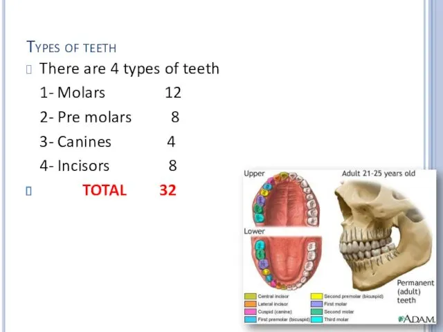 Types of teeth There are 4 types of teeth 1-