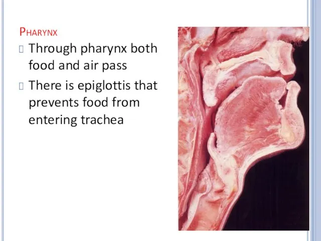 Pharynx Through pharynx both food and air pass There is