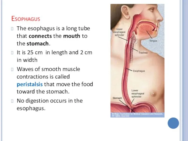 Esophagus The esophagus is a long tube that connects the