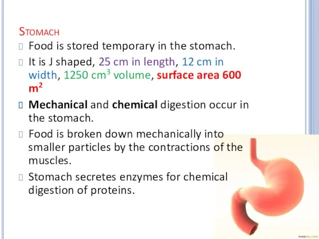 Stomach Food is stored temporary in the stomach. It is