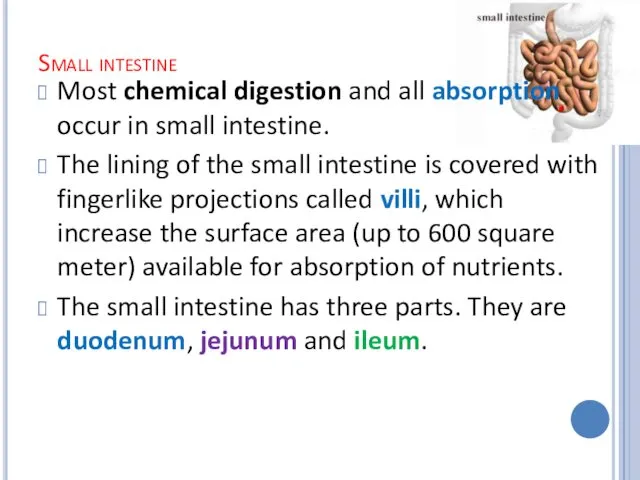 Small intestine Most chemical digestion and all absorption occur in