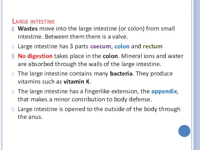 Large intestine Wastes move into the large intestine (or colon)