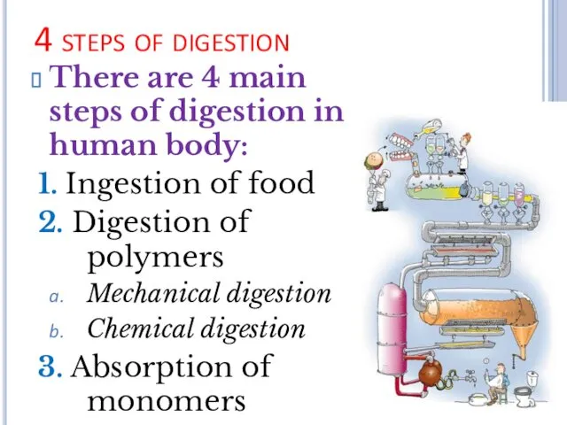 4 steps of digestion There are 4 main steps of