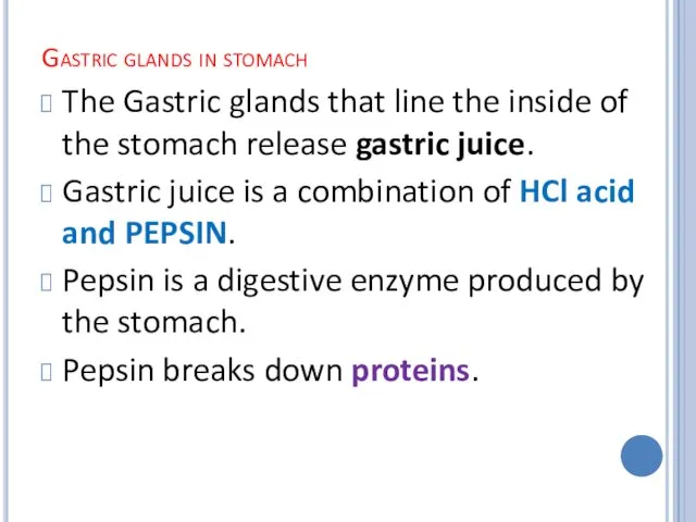 Gastric glands in stomach The Gastric glands that line the