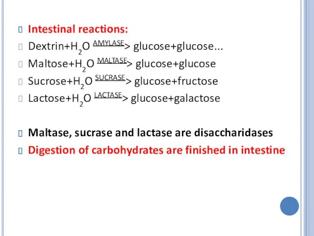 Intestinal reactions: Dextrin+H2O AMYLASE> glucose+glucose... Maltose+H2O MALTASE> glucose+glucose Sucrose+H2O SUCRASE>