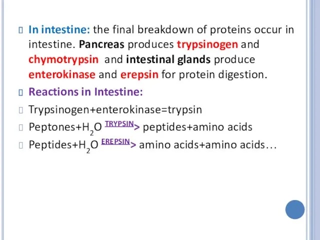 In intestine: the final breakdown of proteins occur in intestine.