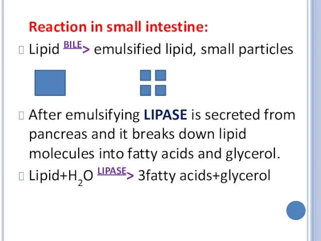 Reaction in small intestine: Lipid BILE> emulsified lipid, small particles