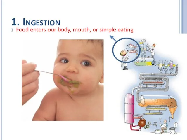 1. Ingestion Food enters our body, mouth, or simple eating