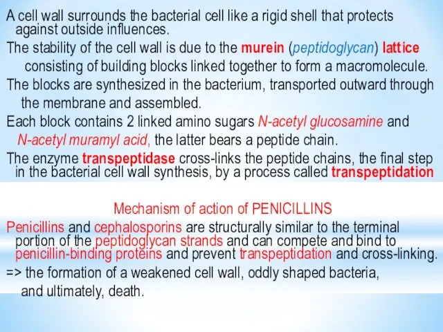 A cell wall surrounds the bacterial cell like a rigid