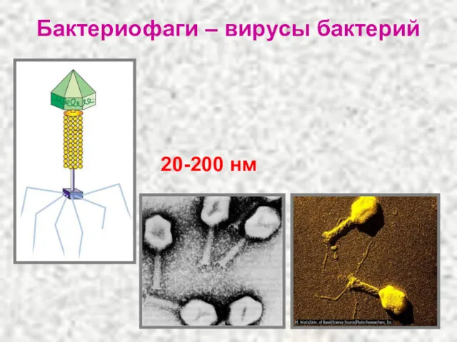 Бактериофаги – вирусы бактерий 20-200 нм