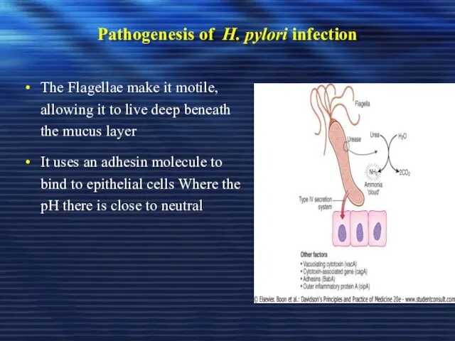 Pathogenesis of H. pylori infection The Flagellae make it motile, allowing it to