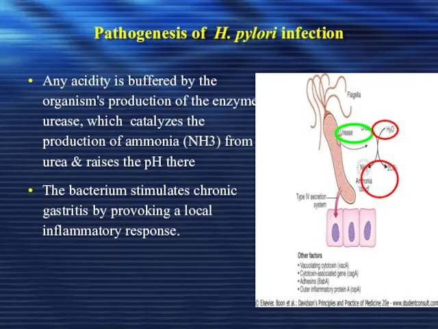 Pathogenesis of H. pylori infection Any acidity is buffered by the organism's production