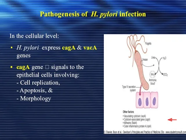 Pathogenesis of H. pylori infection In the cellular level: H. pylori express cagA