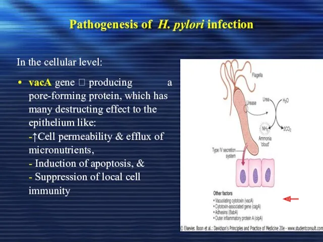 Pathogenesis of H. pylori infection In the cellular level: vacA gene ? producing
