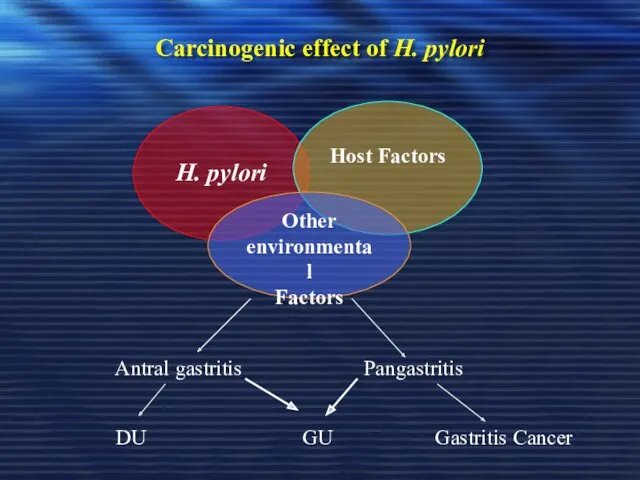 Carcinogenic effect of H. pylori H. pylori Host Factors Other environmental Factors Antral