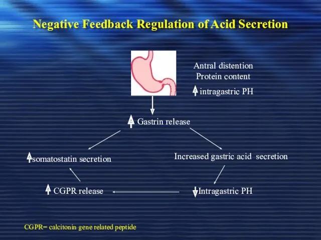 Negative Feedback Regulation of Acid Secretion Antral distention Protein content intragastric PH Gastrin
