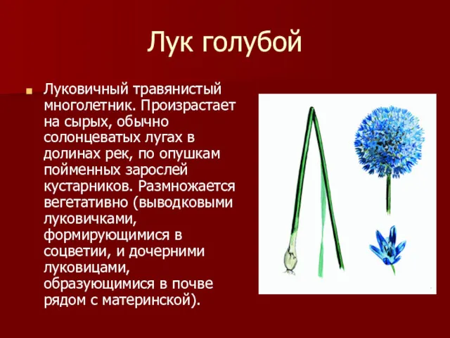 Лук голубой Луковичный травянистый многолетник. Произрастает на сырых, обычно солонцеватых лугах в долинах