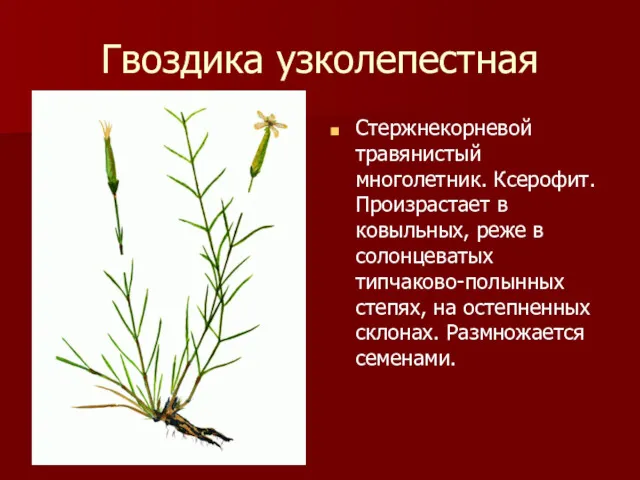 Гвоздика узколепестная Стержнекорневой травянистый многолетник. Ксерофит. Произрастает в ковыльных, реже