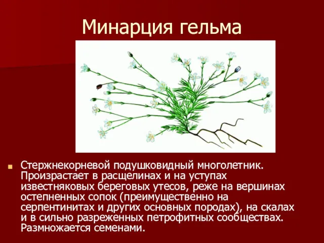 Минарция гельма Стержнекорневой подушковидный многолетник. Произрастает в расщелинах и на уступах известняковых береговых