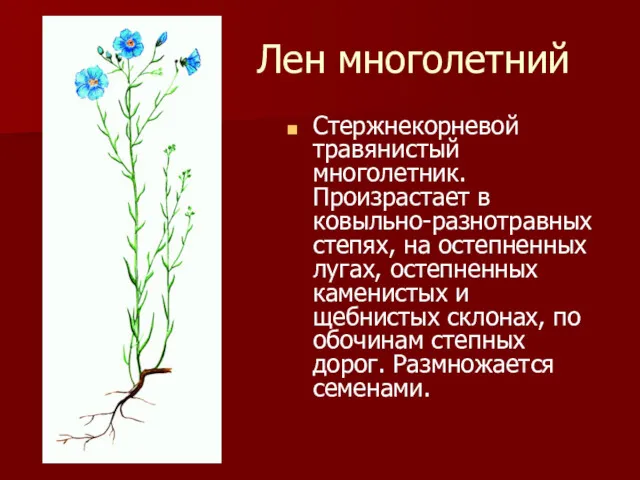 Лен многолетний Стержнекорневой травянистый многолетник. Произрастает в ковыльно-разнотравных степях, на остепненных лугах, остепненных