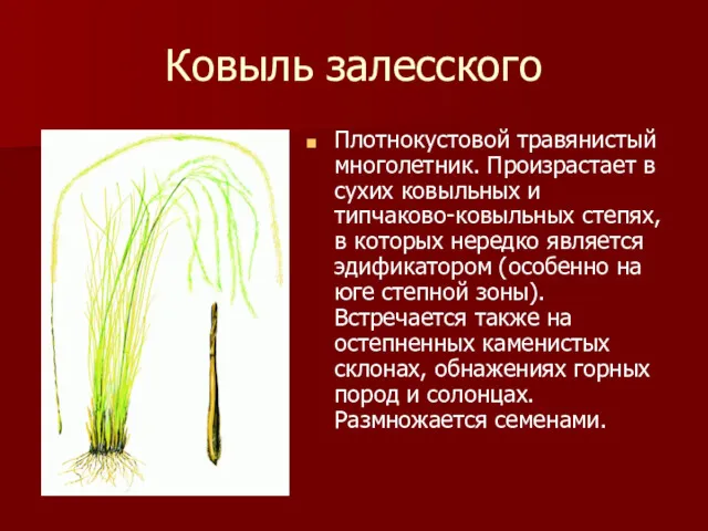 Ковыль залесского Плотнокустовой травянистый многолетник. Произрастает в сухих ковыльных и типчаково-ковыльных степях, в