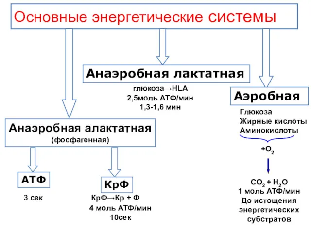 Основные энергетические системы глюкоза→HLA 2,5моль АТФ/мин 1,3-1,6 мин 3 сек