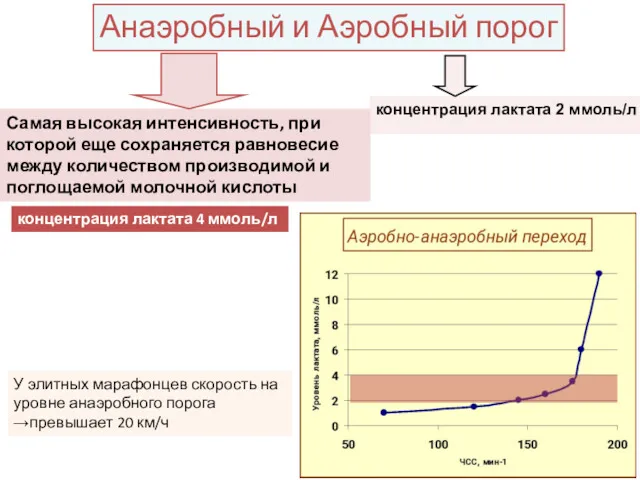 Анаэробный и Аэробный порог У элитных марафонцев скорость на уровне анаэробного порога →превышает 20 км/ч