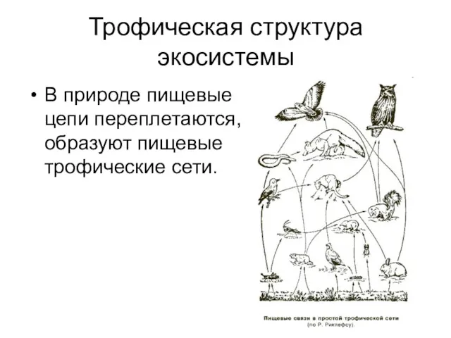 Трофическая структура экосистемы В природе пищевые цепи переплетаются, образуют пищевые трофические сети.