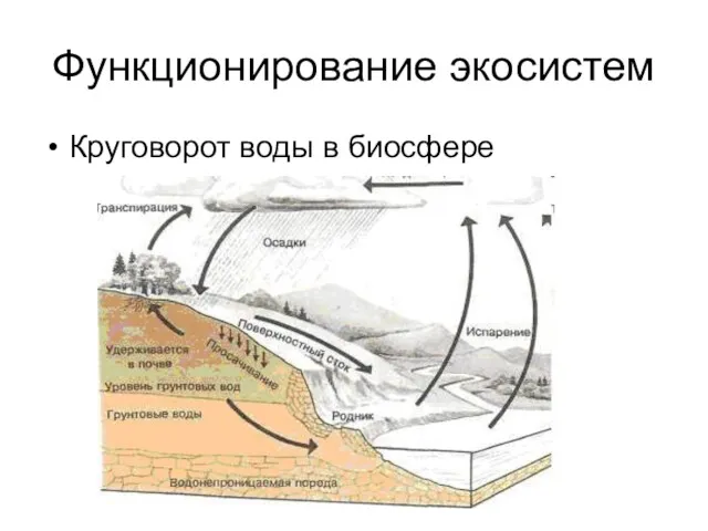 Функционирование экосистем Круговорот воды в биосфере