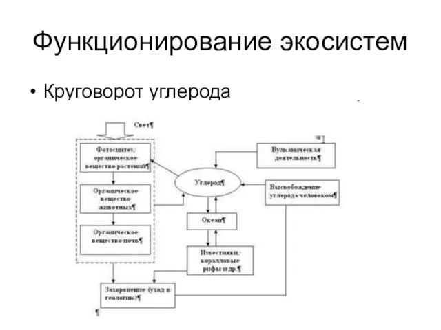 Функционирование экосистем Круговорот углерода