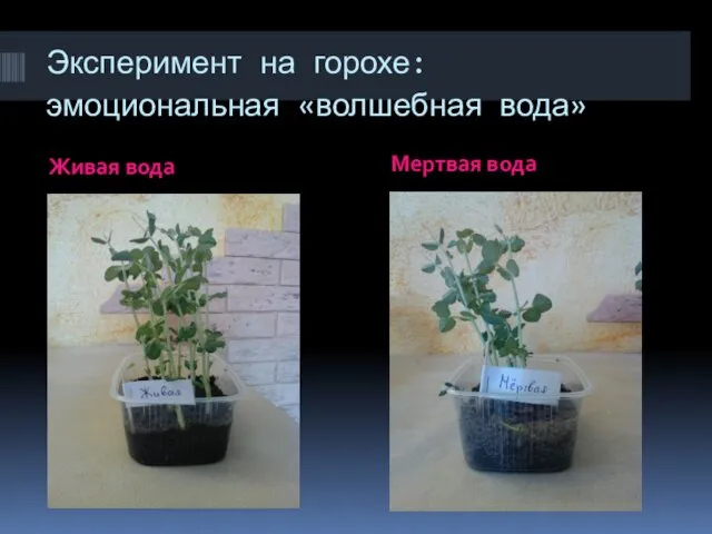 Эксперимент на горохе: эмоциональная «волшебная вода» Живая вода Мертвая вода