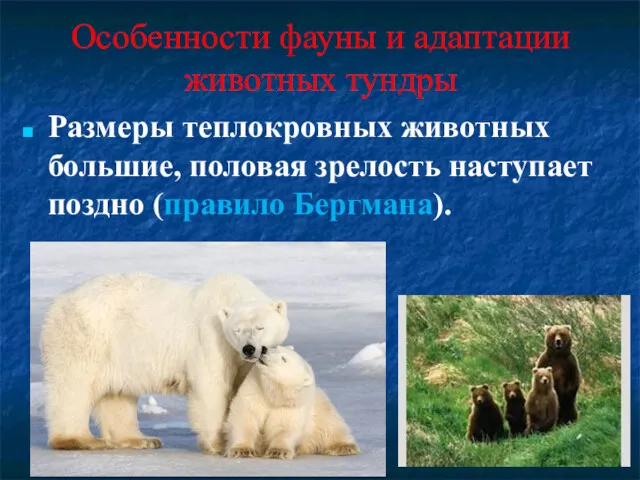 Особенности фауны и адаптации животных тундры Размеры теплокровных животных большие, половая зрелость наступает поздно (правило Бергмана).