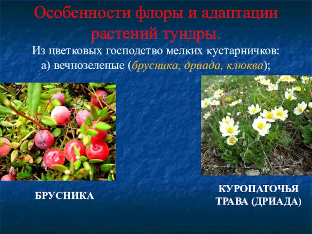 Особенности флоры и адаптации растений тундры. Из цветковых господство мелких