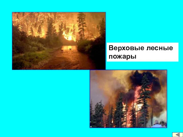 Верховые лесные пожары