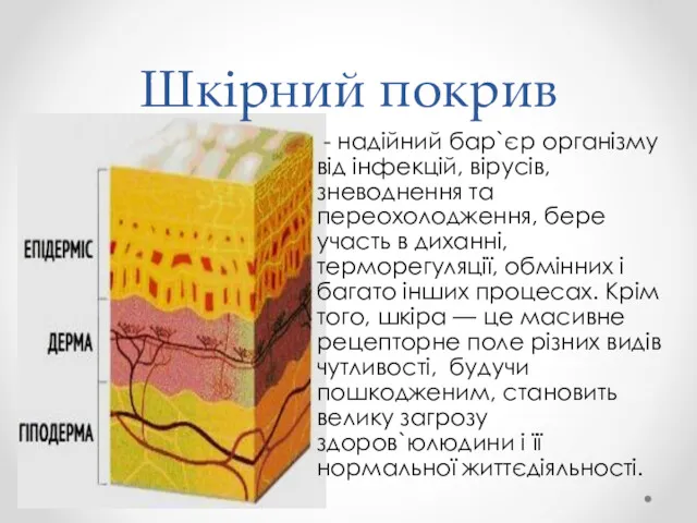 Шкірний покрив - надійний бар`єр організму від інфекцій, вірусів, зневоднення