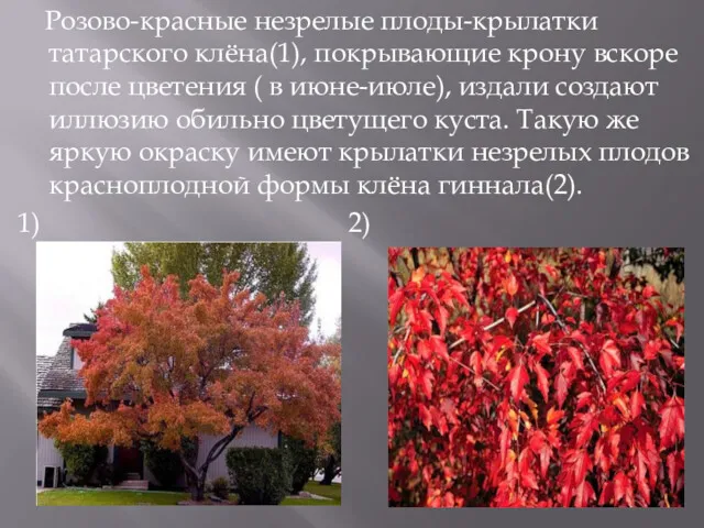 Розово-красные незрелые плоды-крылатки татарского клёна(1), покрывающие крону вскоре после цветения