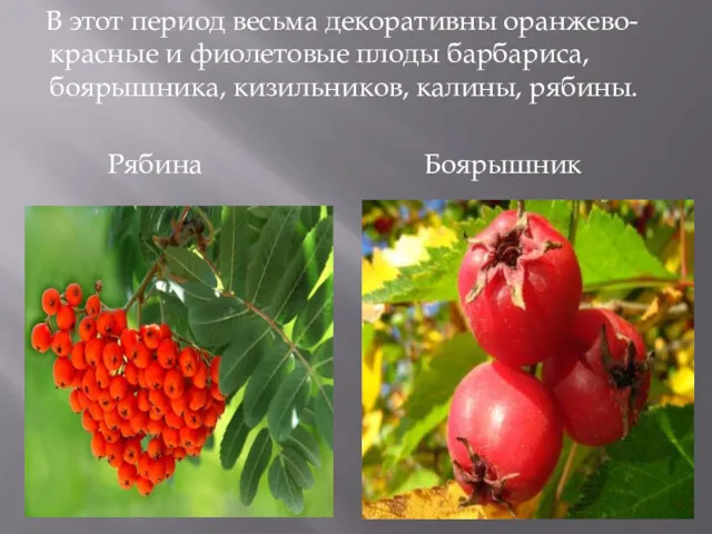 В этот период весьма декоративны оранжево-красные и фиолетовые плоды барбариса, боярышника, кизильников, калины, рябины. Рябина Боярышник