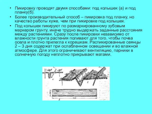 Пикировку проводят двумя способами: под колышек (а) и под планку(б).