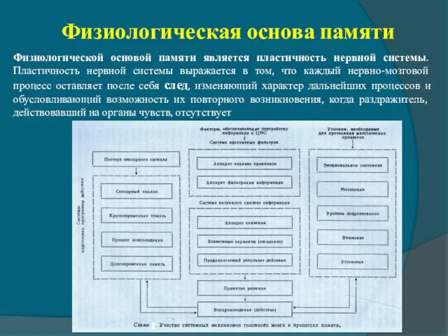 Физиологическая основа памяти Физиологической основой памяти является пластичность нервной системы.