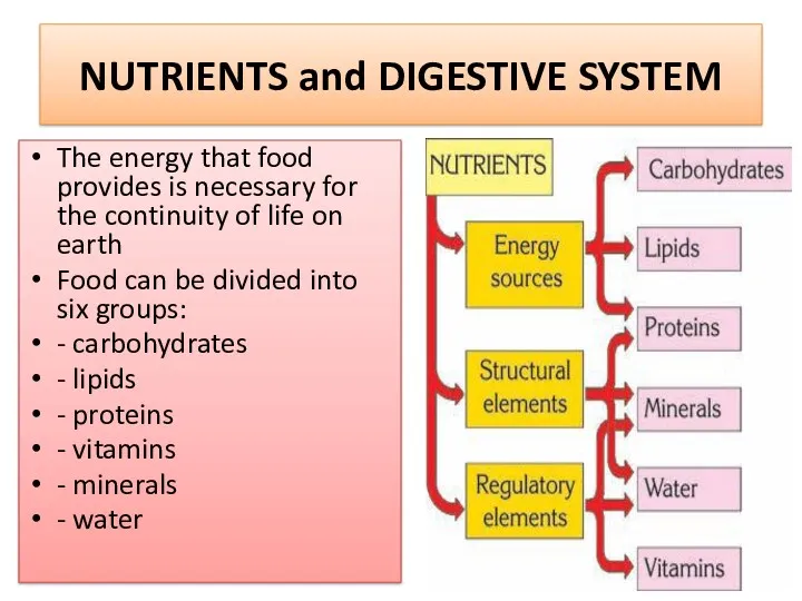NUTRIENTS and DIGESTIVE SYSTEM The energy that food provides is
