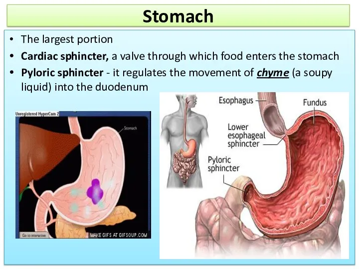 Stomach The largest portion Cardiac sphincter, a valve through which