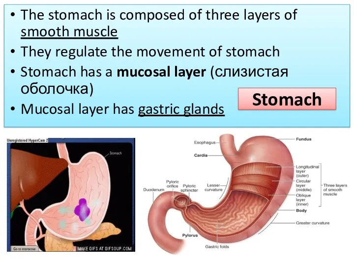 The stomach is composed of three layers of smooth muscle