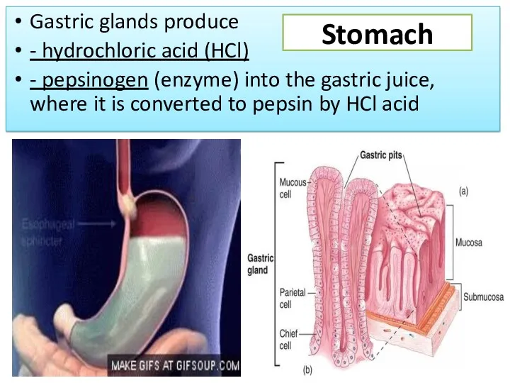 Gastric glands produce - hydrochloric acid (HCl) - pepsinogen (enzyme)