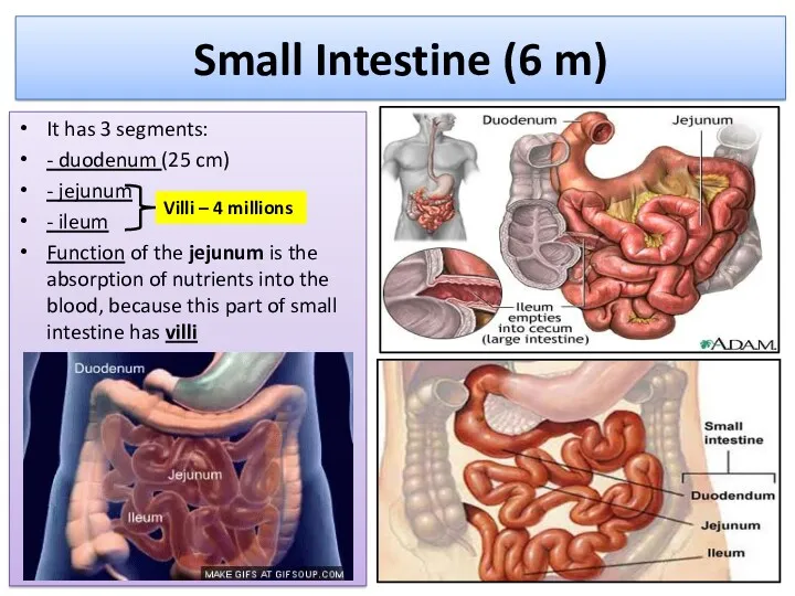 Small Intestine (6 m) It has 3 segments: - duodenum