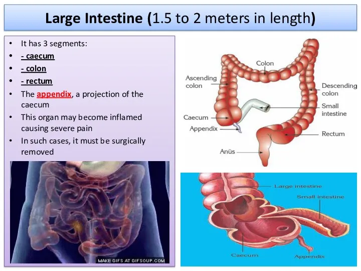 Large Intestine (1.5 to 2 meters in length) It has