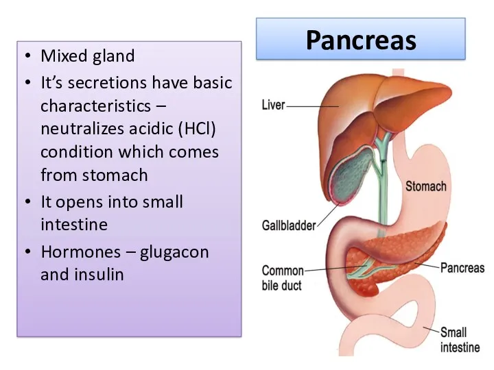 Pancreas Mixed gland It’s secretions have basic characteristics – neutralizes