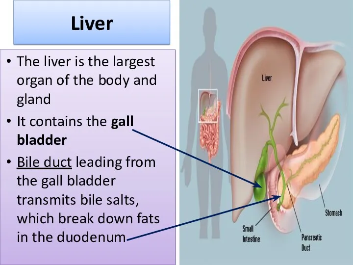 Liver The liver is the largest organ of the body