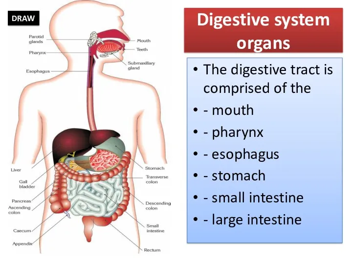 Digestive system organs The digestive tract is comprised of the