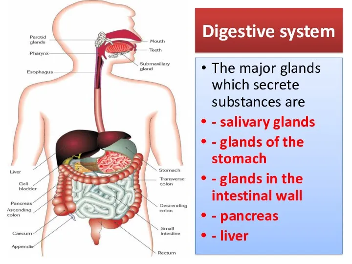 Digestive system The major glands which secrete substances are -