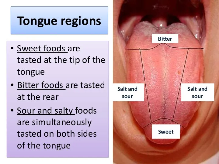 Tongue regions Sweet foods are tasted at the tip of